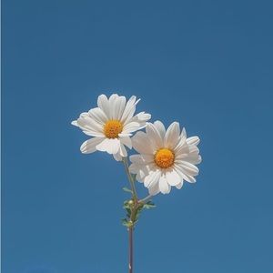 Meet your Posher, Ava